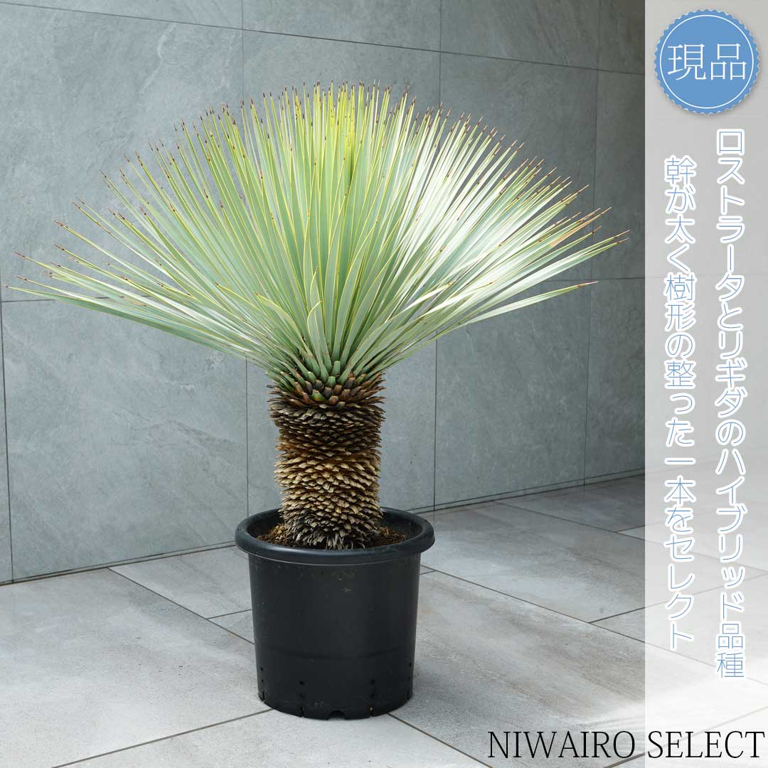 ユッカ 根＆新芽付き ユッカ 観葉植物 根＆新芽付き