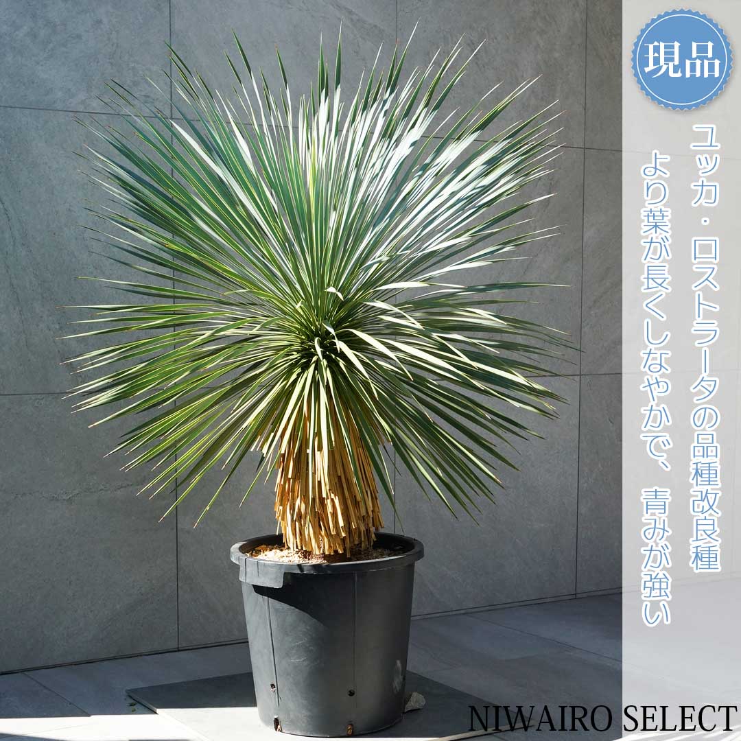 楽天市場】【現品】【マルデヌベス ロストラータver】ユッカ