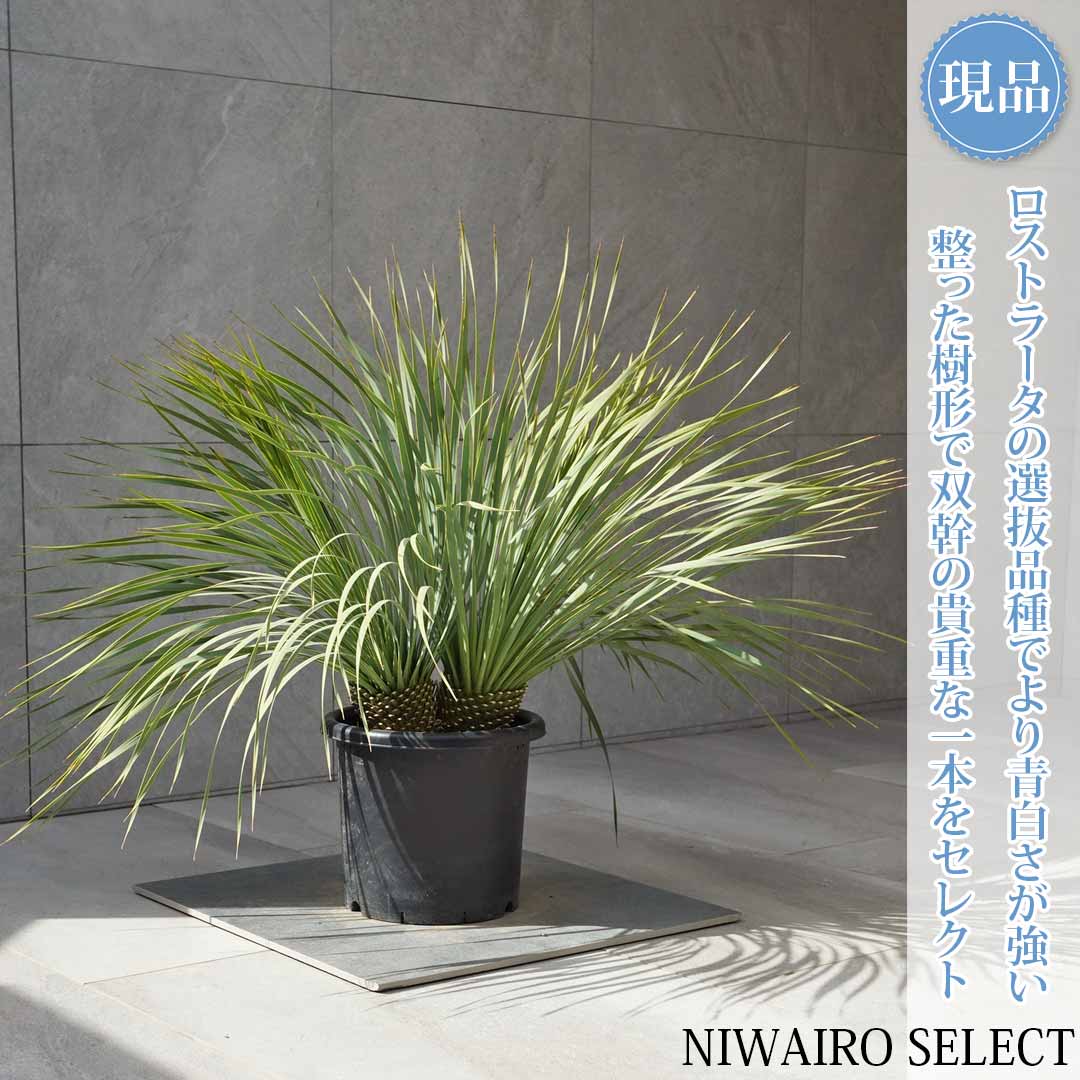 楽天市場】【現品】【マルデヌベス ロストラータver】ユッカ