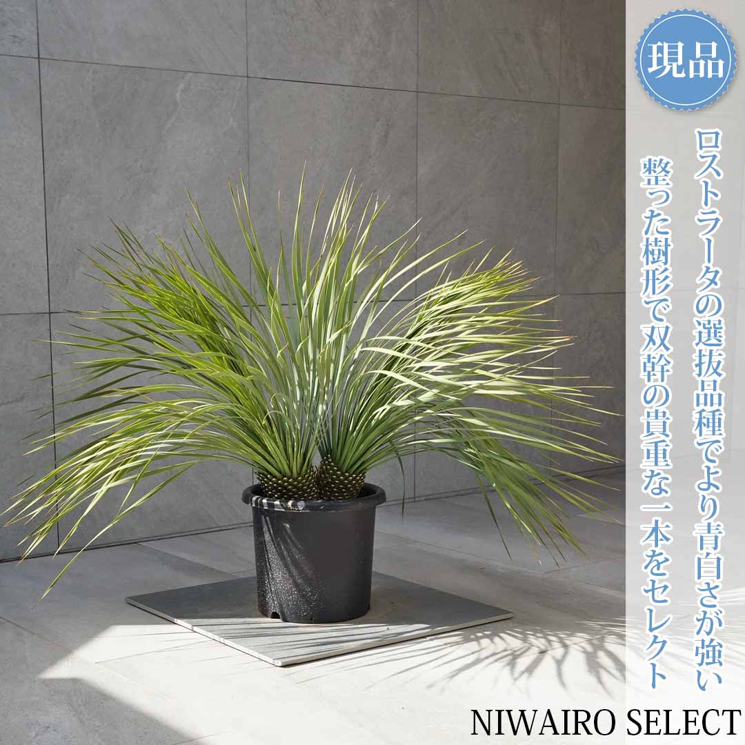 楽天市場】【現品】【マルデヌベス ロストラータver】ユッカ