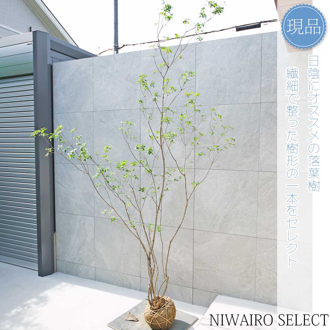キ*コ様 山採りアブラツツジ　アブ2 H200cm W65cm 楽天市場】【現品】山採り【アブラツツジ】アブラドウダンツツジ