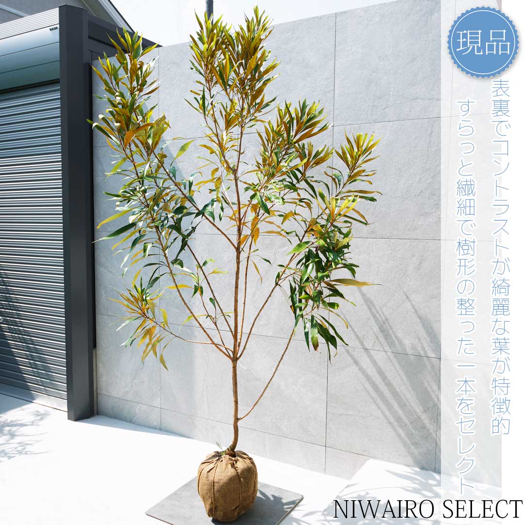 楽天市場】【現品発送】グレビレア バンクシー 8号樹高1.8-2.1m(鉢底