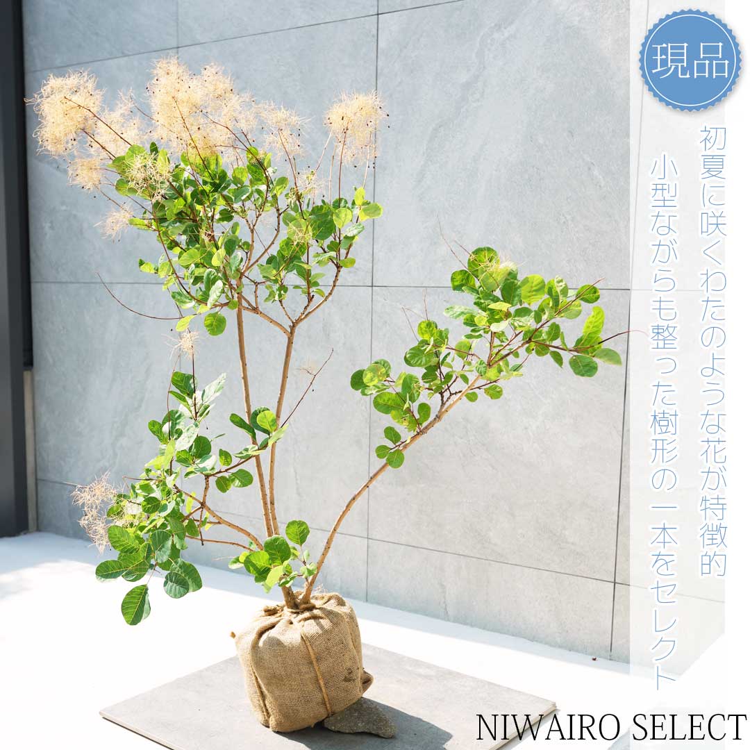 楽天市場】スモークツリーオールドファッション 株立ち 8号 煙の木