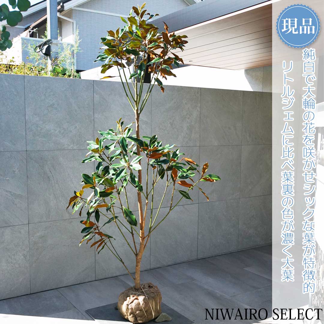 おまとめ3リトルジェム 6ケイパレス おまとめ3リトルジェム 6ケイパレス おはようございます✨miyabi