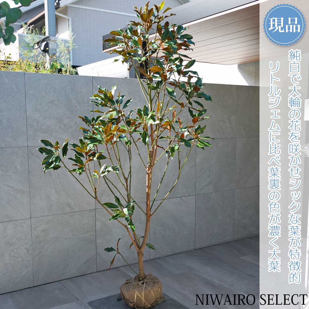 楽天市場】【現品】【ケイパレス】タイサンボク 矮性 自然風樹形 樹高H