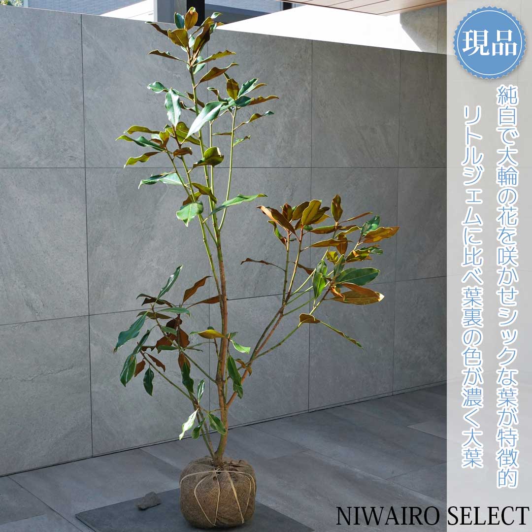 楽天市場】【現品】【リトルジェム】タイサンボク 矮性 自然風樹形
