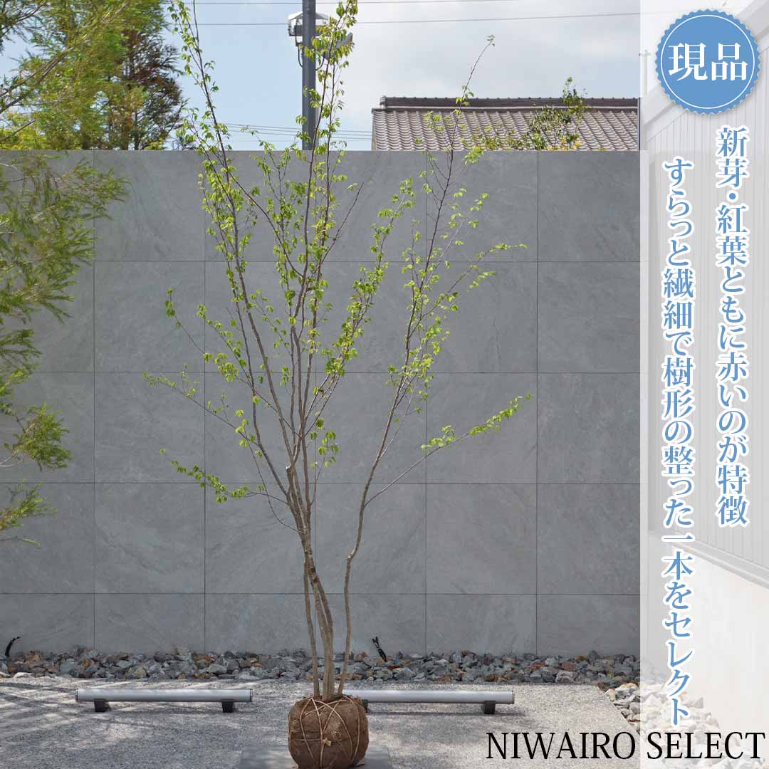 一般受け樹種