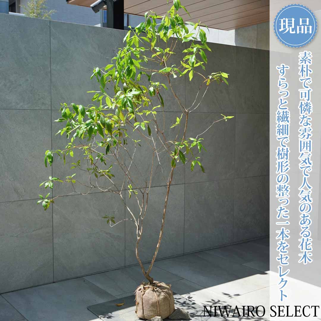 【ツツジ 春一番】ハルイチバン 躑躅 自然風樹形　樹高H≒165 &times; 枝張W≒100cm　低木 半常緑樹 シンボルツリー 植木 庭木 樹木 植栽 和風 洋風 ガーデニング おしゃれ【送料無料】｜にわいろSELECT