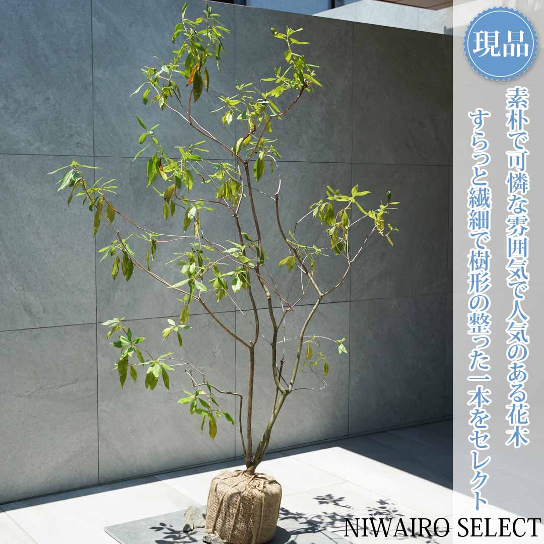 【常緑ツツジ 春一番】ハルイチバン 躑躅 本株立ち 自然風樹形 樹高H≒140 × 枝張W≒90cm 低木 半常緑樹 シンボルツリー 植木 庭木 樹木 植栽 和風 洋風 ガーデニング おしゃれ【送料無料】|にわいろSELECT