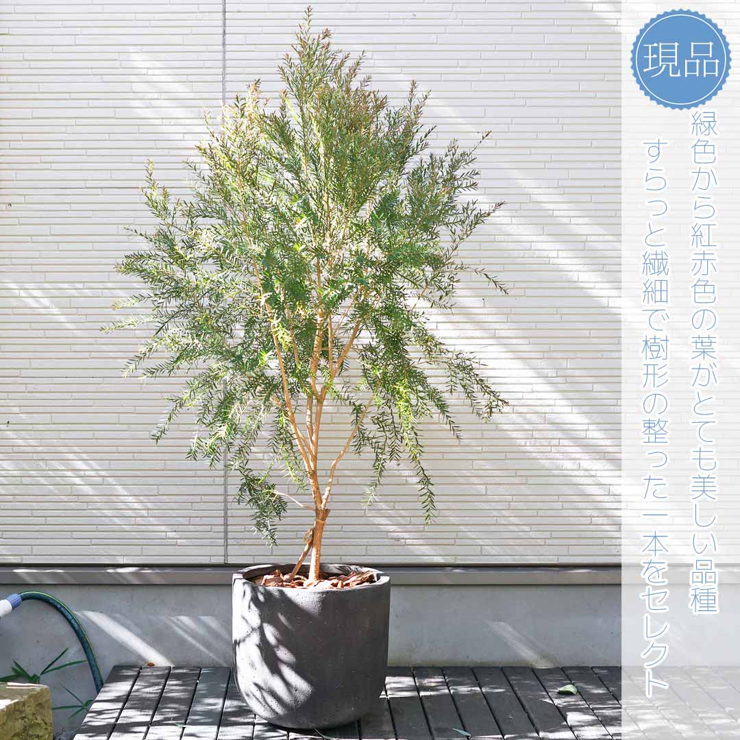 売れ筋がひクリスマスプレゼント！ 楽天市場】【ソヨゴ】 自然樹形 枝張W × 樹高H≒195 株立ち 常緑樹