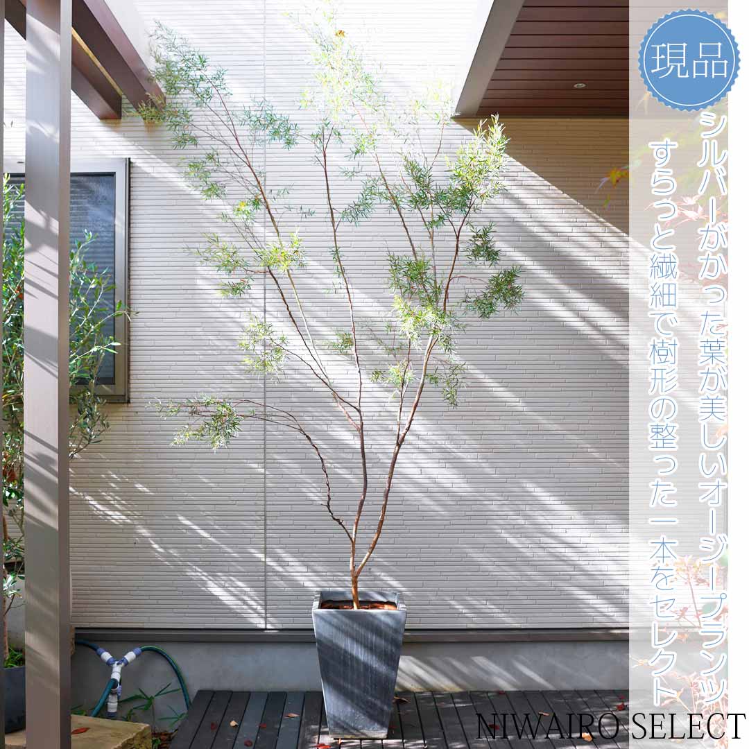 楽天市場】シルバーティーツリー レプトスペルマム樹高1.8m前後