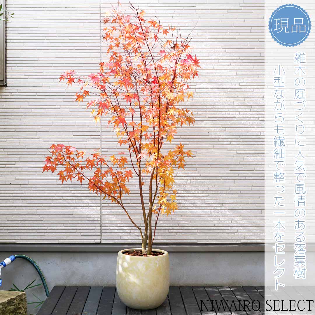 【楽天市場】鉢植え【イロハモミジ】紅葉 株立ち 自然風樹形 全高H≒170 × 枝張W≒70cm 高木 落葉樹 ギフト プレゼント お祝い ...