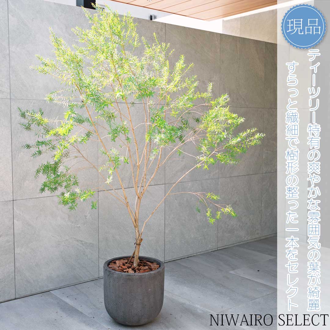 白樺　成木　小苗10本付 中型 落葉樹 緑の葉 2025年最新】白樺 苗木の人気アイテム - メルカリ