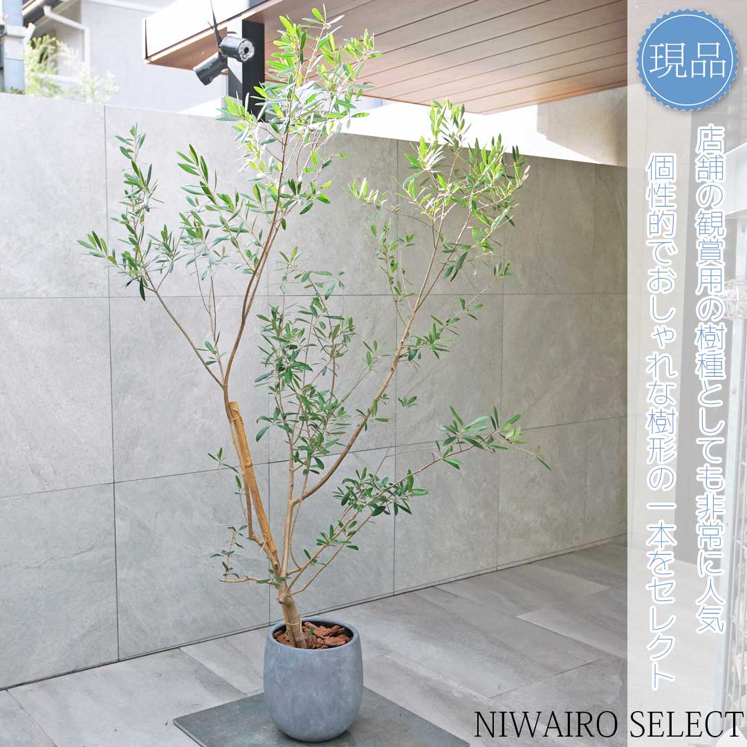 楽天市場】鉢植え【オリーブ】 ネバディロブランコ 自然樹形 全高H