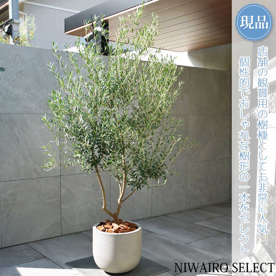 楽天市場】オリーブ・ネバディロブランコ 5号【苗木 常緑 高木