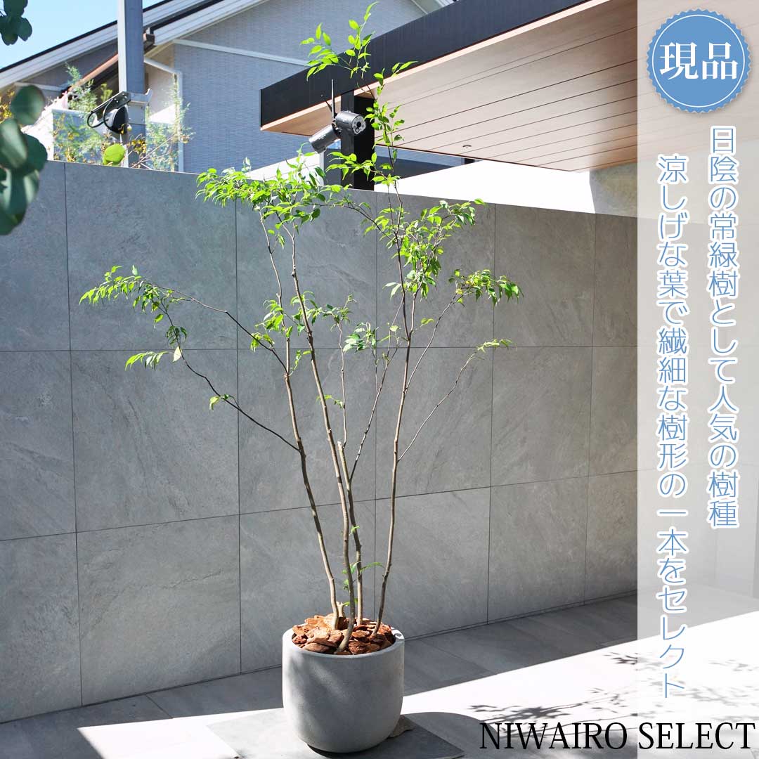 楽天市場】【ハイノキ】 自然樹形 株立ち 雑木風 樹高H≒170 × 枝張W