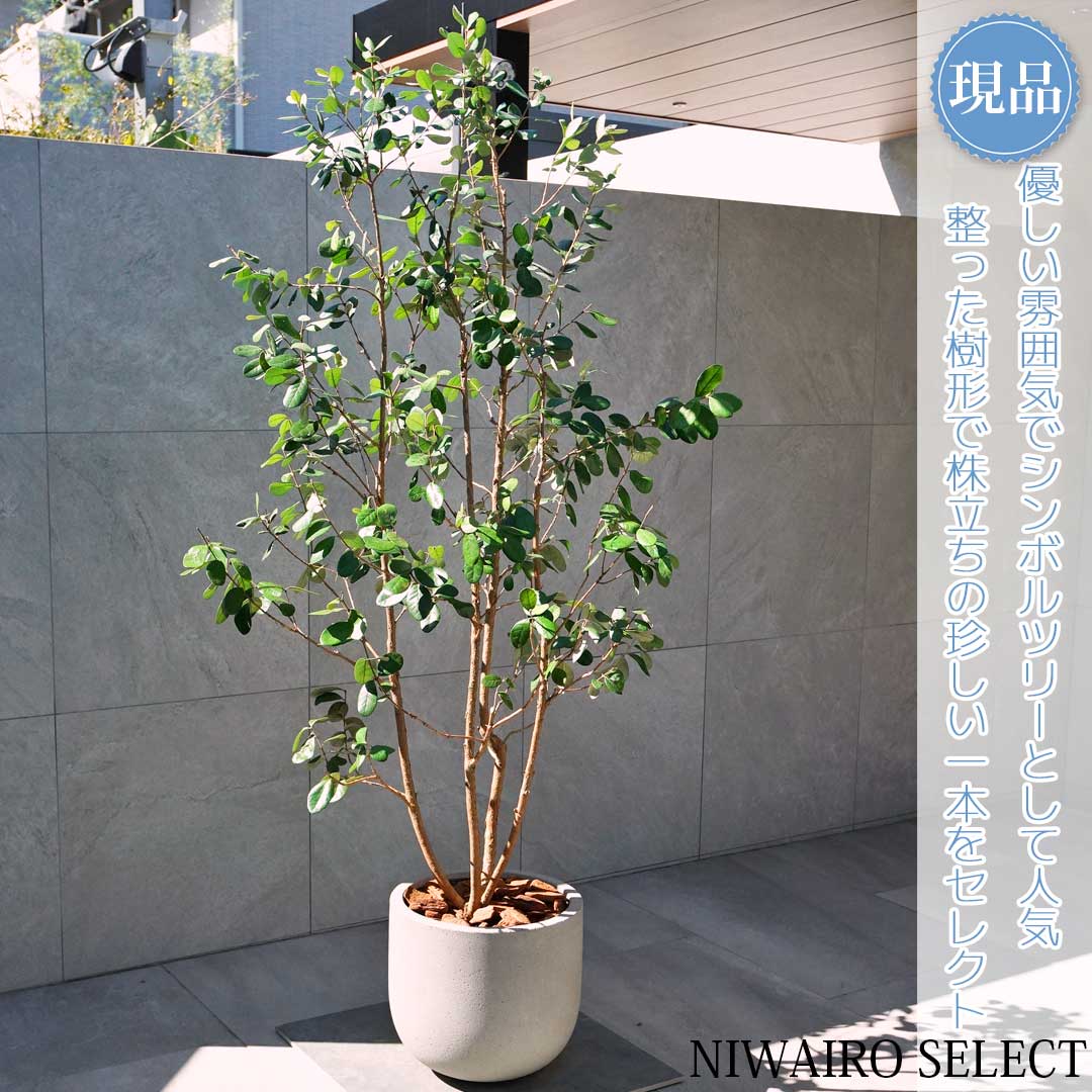 フェイジョア アハート　鉢植え 楽天市場】【現品】鉢植え【フェイジョアの木】株立ち 自然風樹形 全高