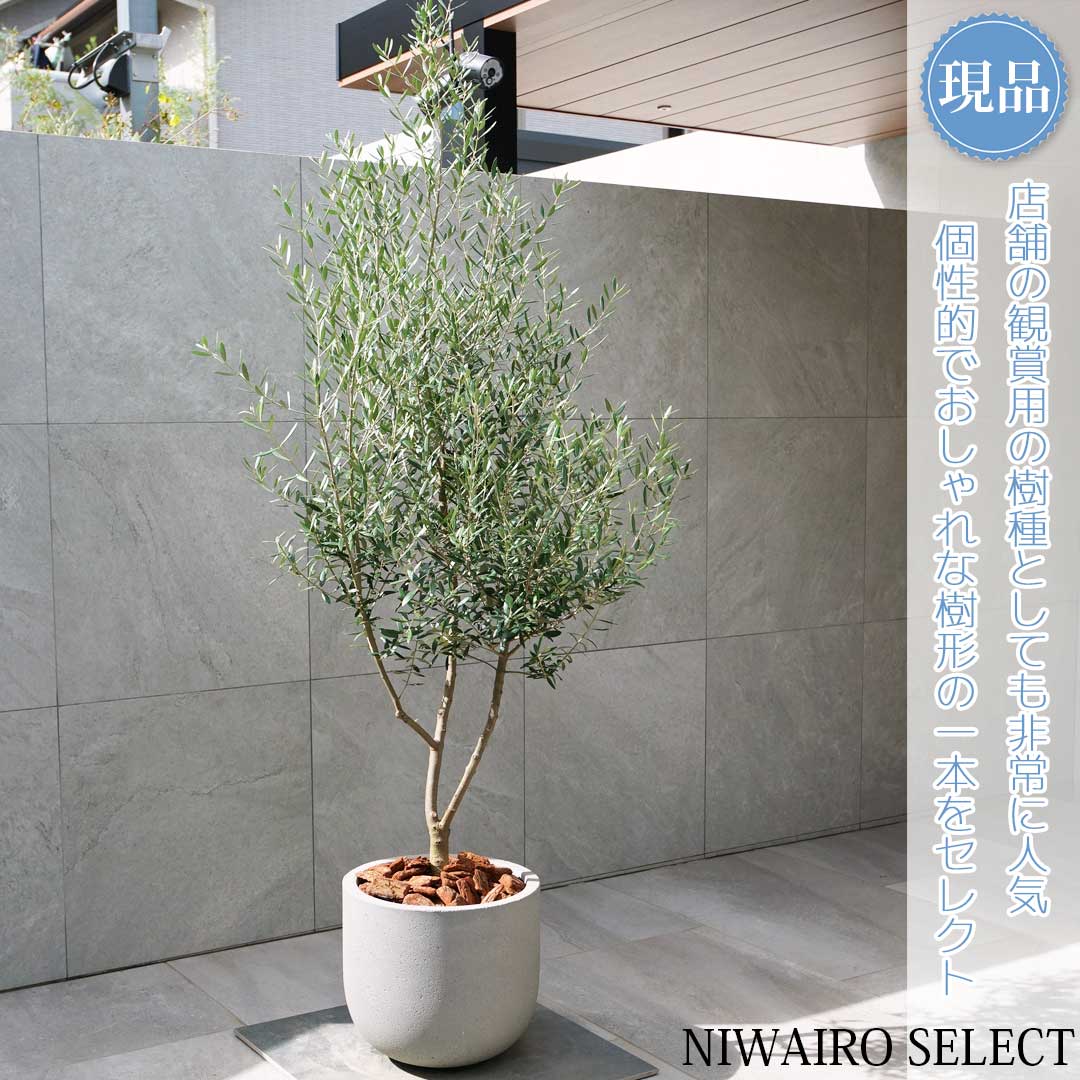 オリーブの木　ネバディロブランコ　7号　約120cm　NO.507　人気品種 オリーブ：ネバティロブランコ 7号鉢植え の通販 | 園芸ネット