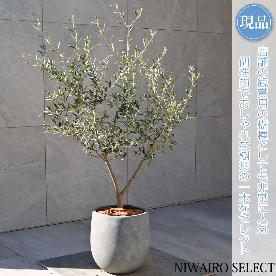 楽天市場】【現品発送】オリーブの木 アルベキナ（アルベキーナ