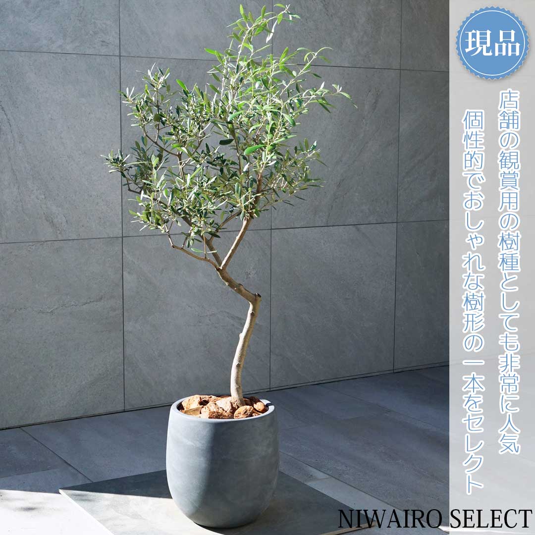 ［現品］44番　創樹　オリーブ　ネバディロブランコ　7号　観葉植物　大型　人気 現品］44番 創樹 オリーブ ネバディロブランコ 7号 観葉植物