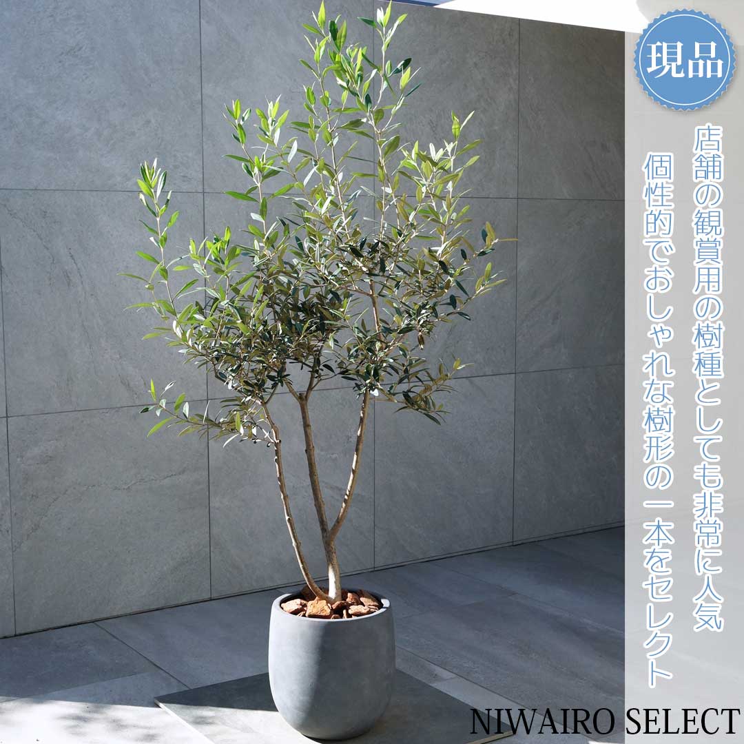 楽天市場】鉢植え【オリーブ】ひなかぜ 自然樹形 全高H≒215 × 枝張W