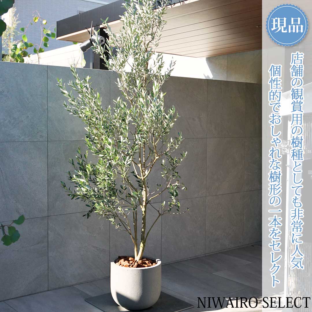 楽天市場】オリーブモライオロ(約0.3m根鉢含む) シンボルツリー 庭木