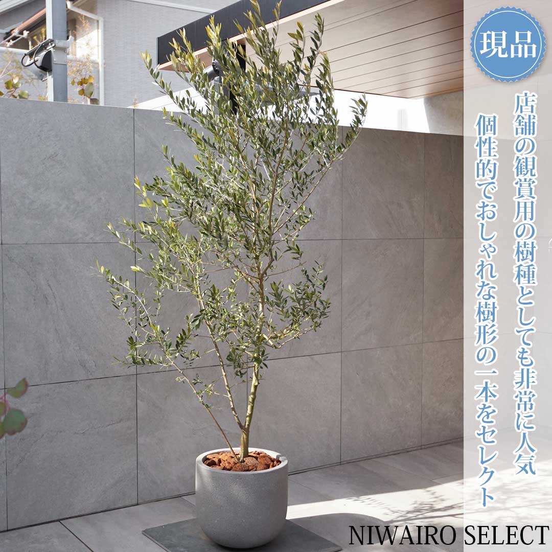 楽天市場】オリーブ・ネバディロブランコ 5号【苗木 常緑 高木 観葉