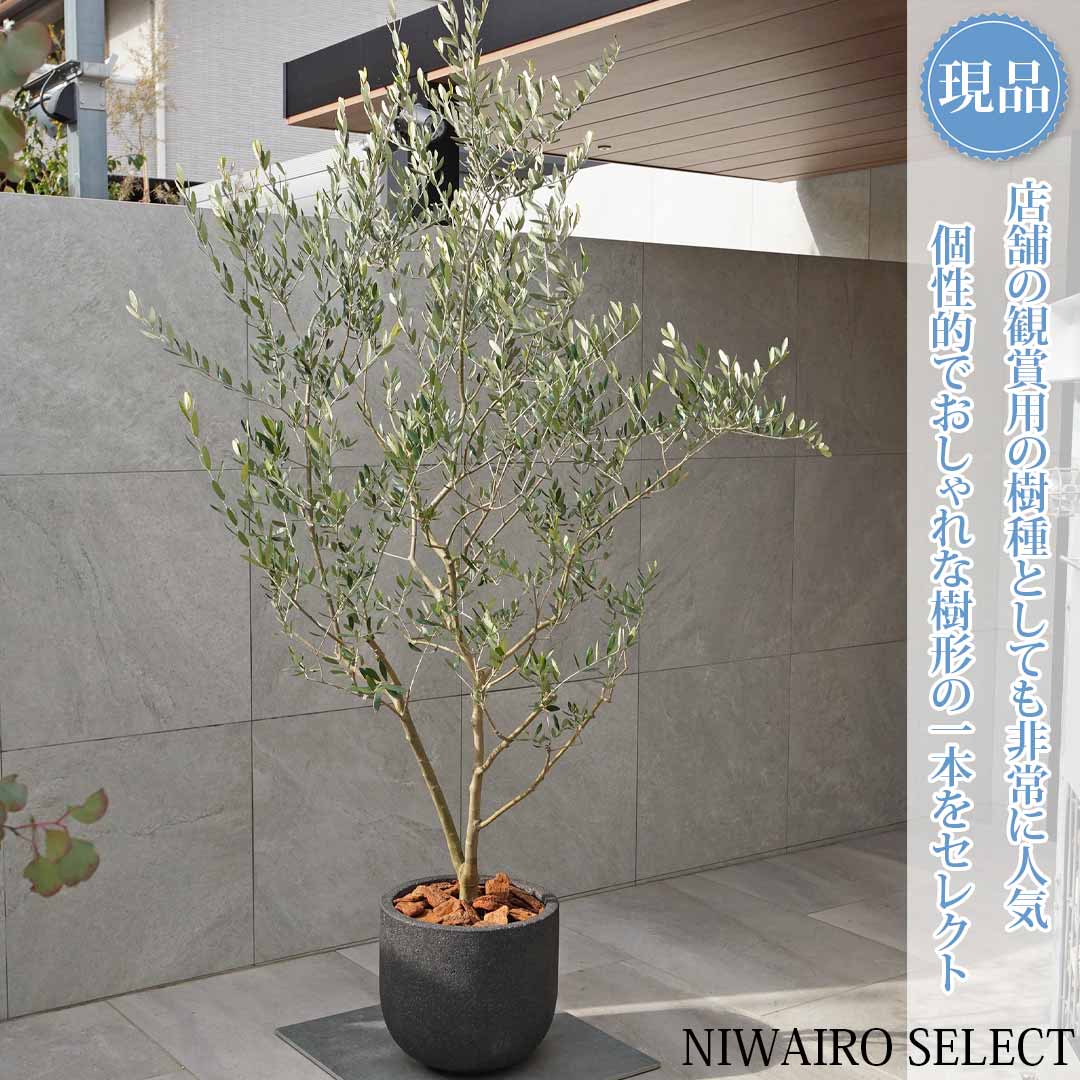 一般受け樹種