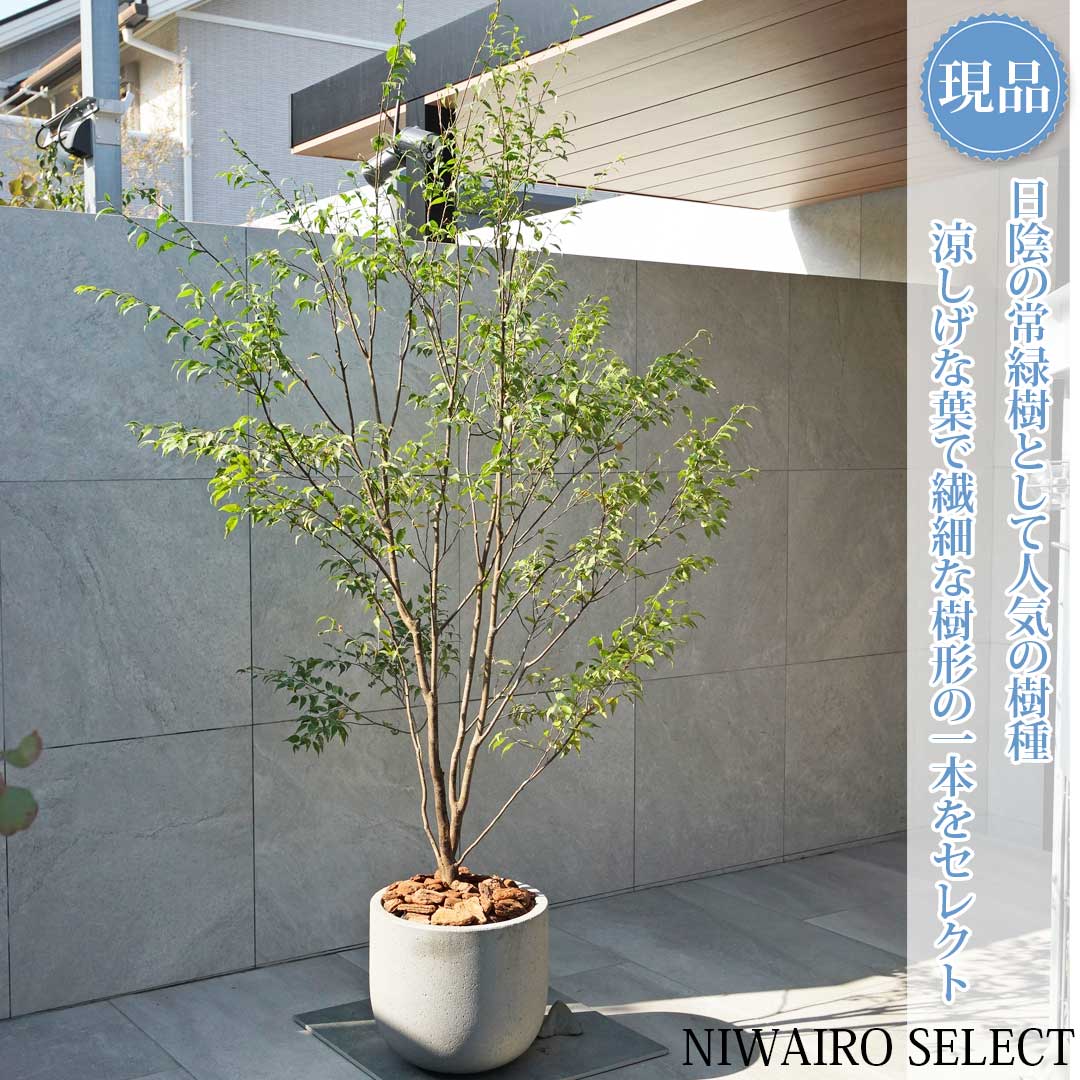 楽天市場】【ハイノキ】 自然樹形 株立ち 雑木風 樹高H≒145 × 枝張W