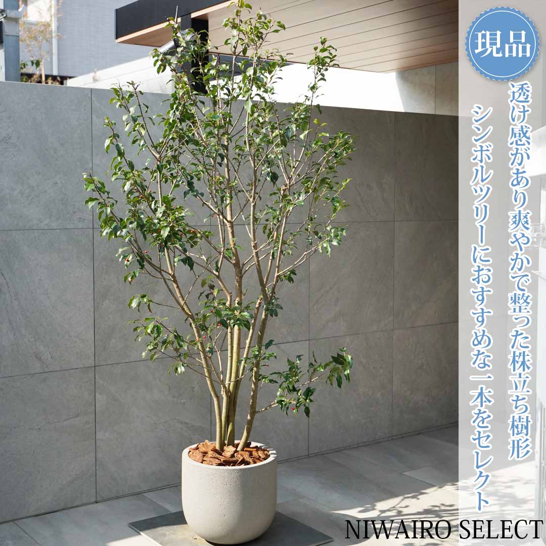 楽天市場】鉢植え【ソヨゴ】 株立ち 自然樹形 雌株 全高H≒235 × 枝張W