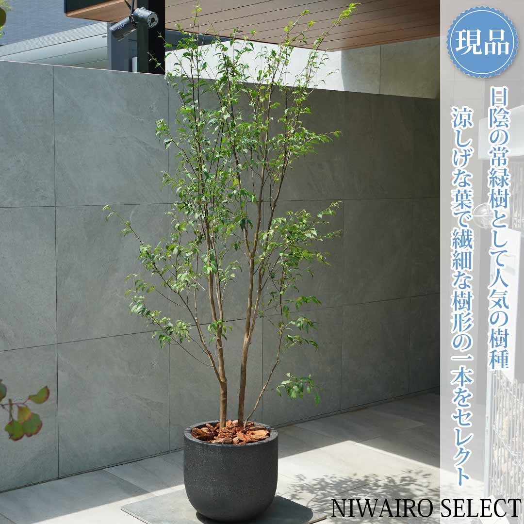 山採り【現品】鉢植え【ハイノキ】株立ち 自然風樹形　全高H≒200 &times; 枝張W≒80cm　高木 常緑樹 ギフト プレゼント お祝い 新築祝い シンボルツリー 植木 庭木 樹木 植栽 和風 洋風 ガーデニング おしゃれ【送料無料】｜にわいろSELECT 53,880円
