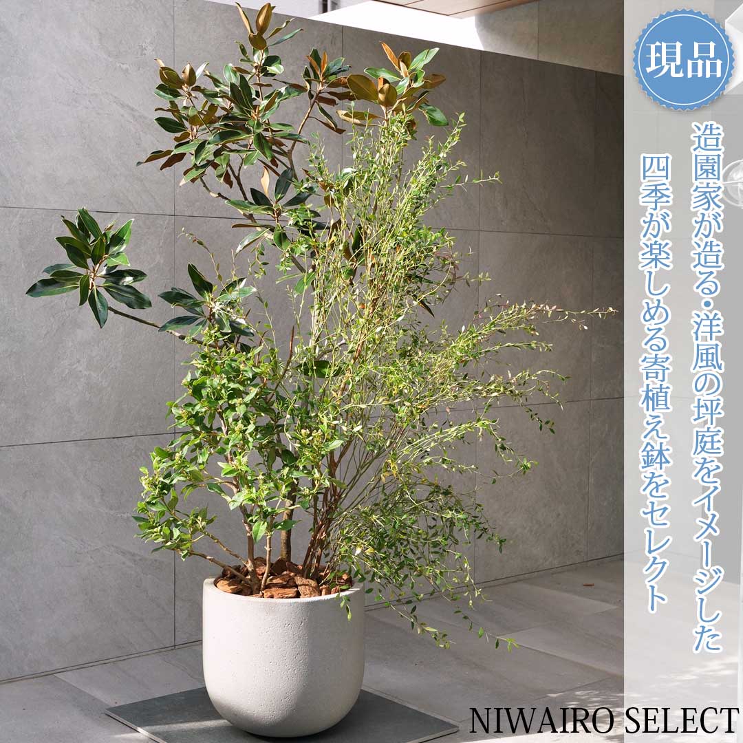 楽天市場】【現品発送】四季咲きタイサンボク リトルジェム 10号