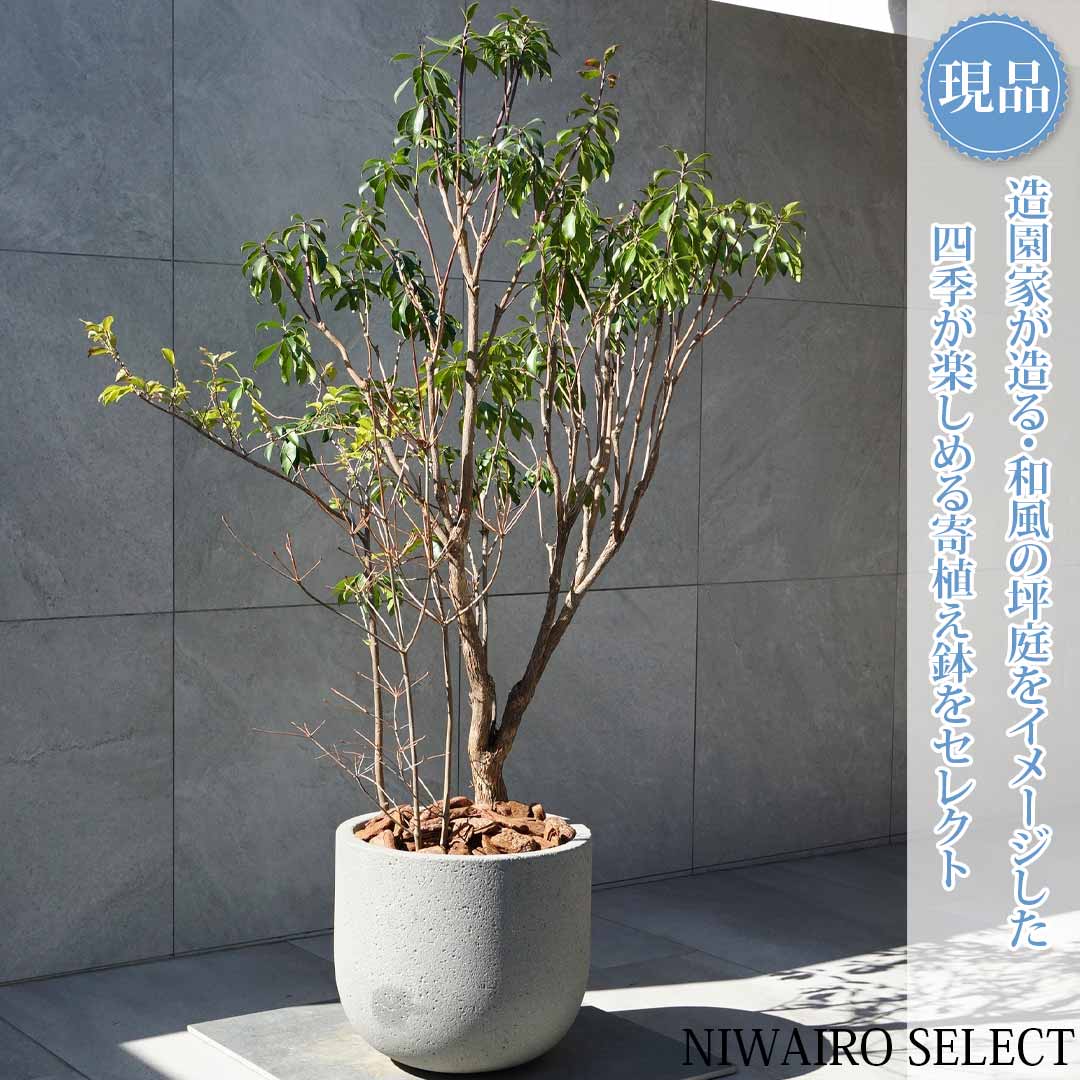 楽天市場】山採り【アセビ】 株立ち 自然樹形 樹高H≒145 × 枝張W