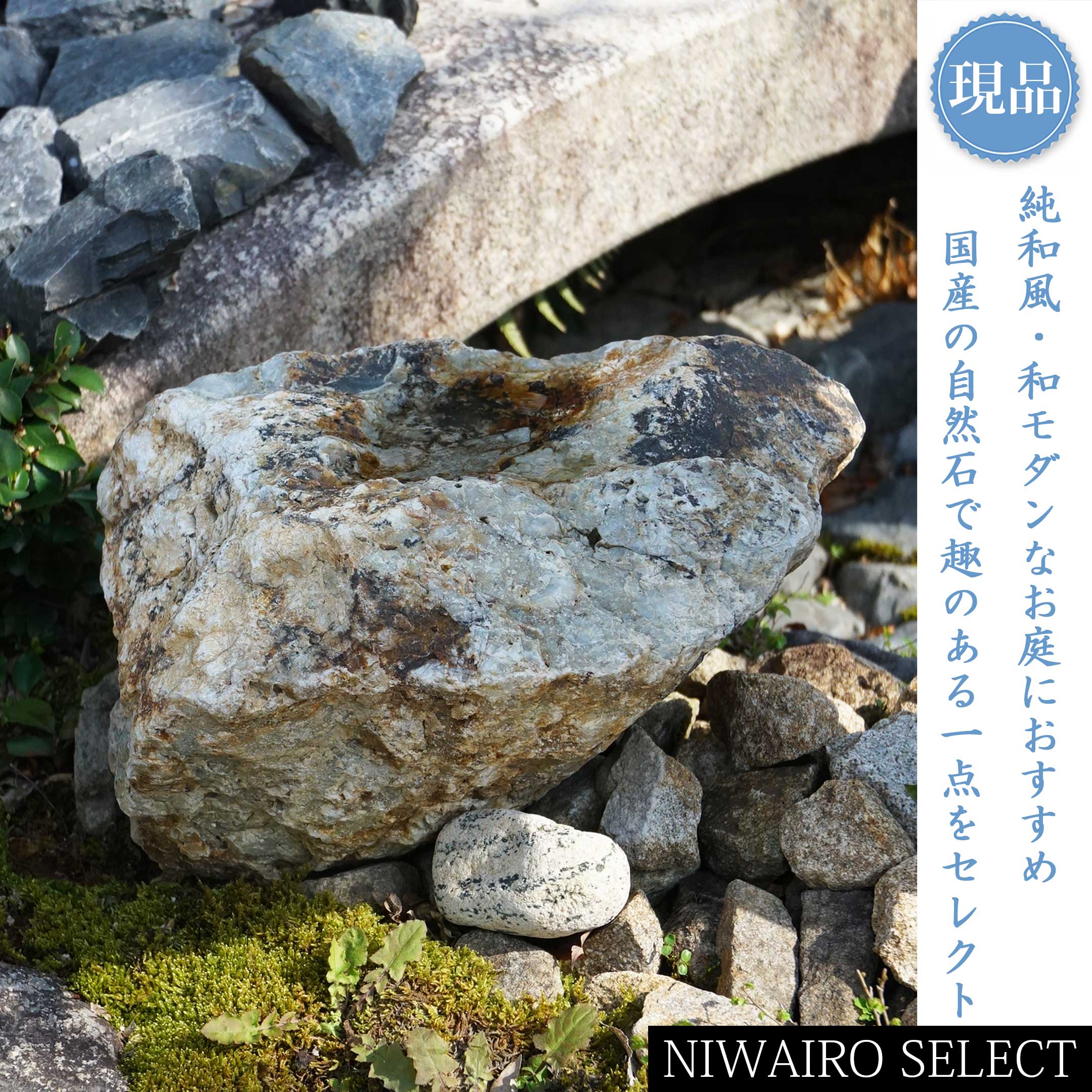 一般受け樹種