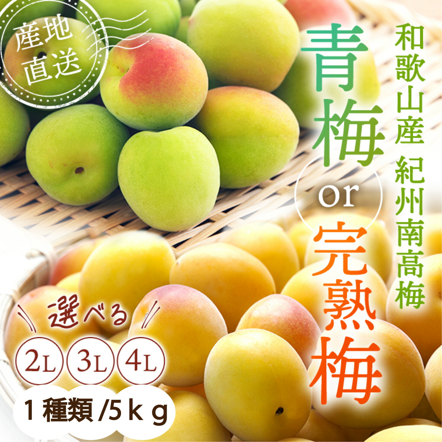 【期間限定！】和歌山県産 紀州南高梅 青梅 2025年分先行予約】紀州南高梅 青梅 10kg（サイズ混合）※2025年5