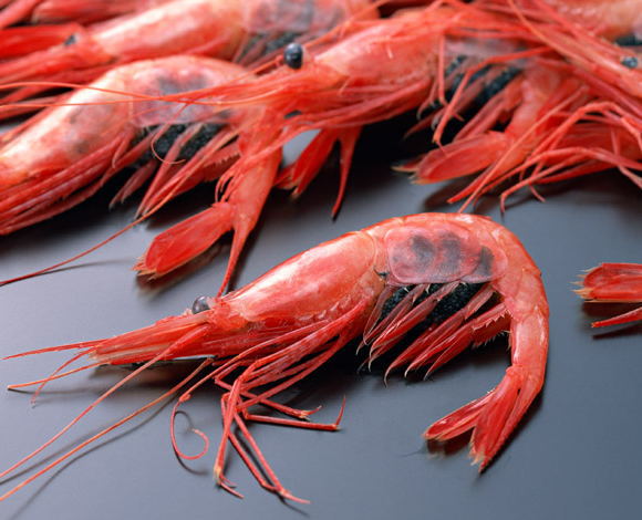 楽天市場】ぷりとろっ！甘エビ1500g！ : んまーいmon屋