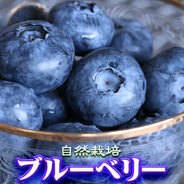 栃木県 生 ブルーベリー 大粒 1kg （約500g×2パック） 無農薬 自然栽培 国産 生食用 化学肥料不使用 高糖度 お中元 御中元 父の日 ギフト プレゼント ラビットアイ お取り寄せ グルメ 送料無料 高級 果物 フルーツ くだもの 贈り物 贈答 お見舞い 快気祝い 内祝い お供え