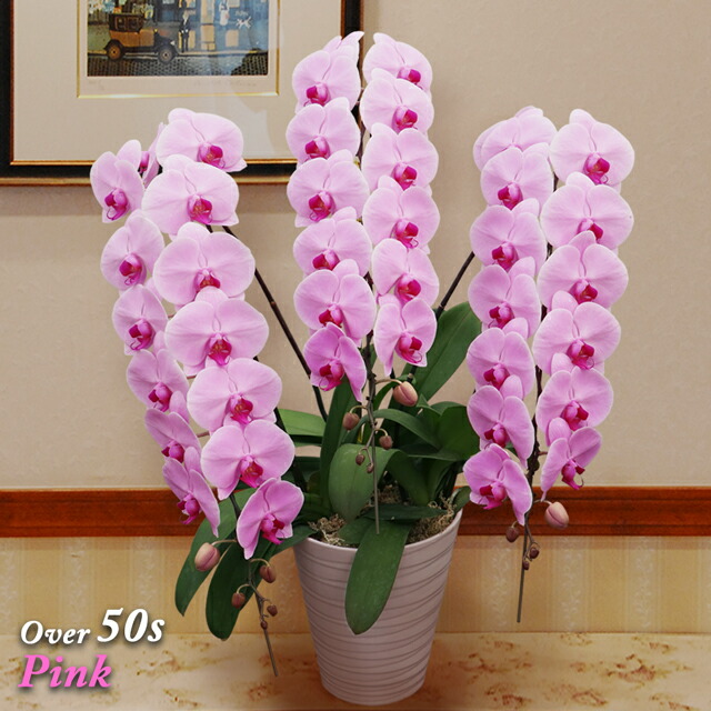 超格安価格 胡蝶蘭 3本立ち 大輪 50輪以上 送料無料 開店祝い お祝い 御祝 蘭 開店 開業 開院 大臣 就任 移転 出店 新店 新築 叙勲 受賞 授賞 受章 授章 昇進 当選 祝い 祝 開院祝い 開業祝い 移転祝い 就任祝い