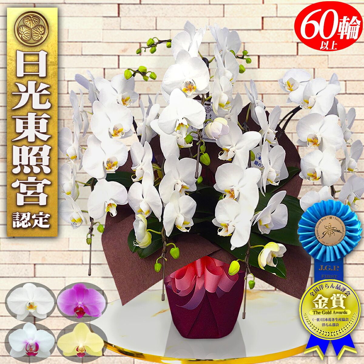 【あした届く】夢見鳥蘭5本立ちMIDI60輪以上祝賀会花差し上げ物入会祝賀会蘭開店祝賀会造営開業下位区分新店移し替える入会祝賀会開店移し替える開業開院花御祝祝賀会祝金婚式金婚式母の日こちょうらん取り立て祝賀会周年供花付いて行くミニ夢見鳥蘭差し上げ物米寿古希還暦お生まれ落ちる日お供え花お自責の念祝賀会花夢見鳥蘭貨物輸送無料