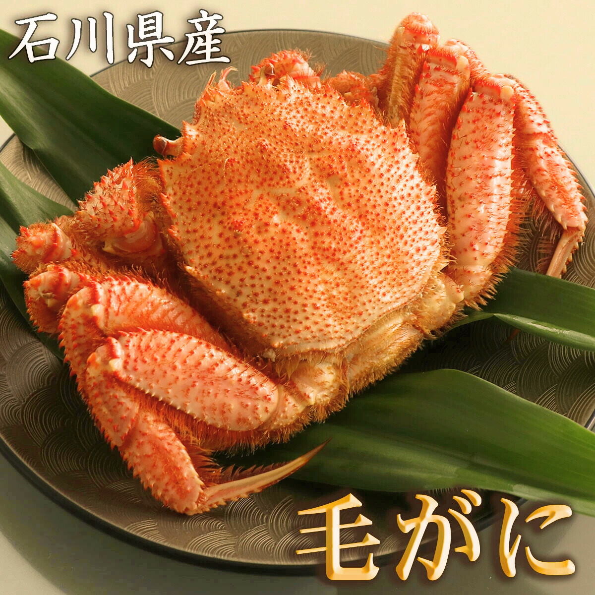 津留 晃一3冊セット 【公式通販】
