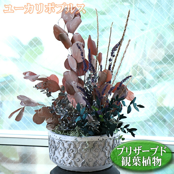 観葉植物 フェイクグリーン ユーカリ ポプルス 送料無料 ローポットL プリザーブド プリザーブドフラワー プリザ 造花 置物 オブジェ ギフト 贈答 アーティフィシャルフラワー 人工観葉植物 開店祝い 新築祝い カフェ 美容院 おしゃれ 花以外 お祝い プレゼント インテリア｜農ブランド