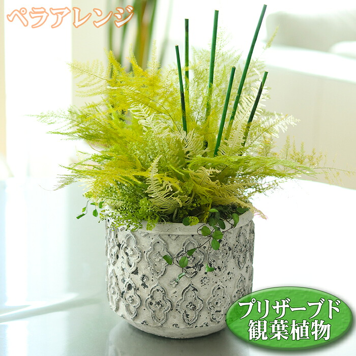 観葉植物 フェイクグリーン ペラ アレンジ シリンダーポット プリザーブド プリザーブドフラワー 造花 置物 オブジェ 送料無料 ギフト 贈答 アーティフィシャルフラワー 人工観葉植物|農ブランド