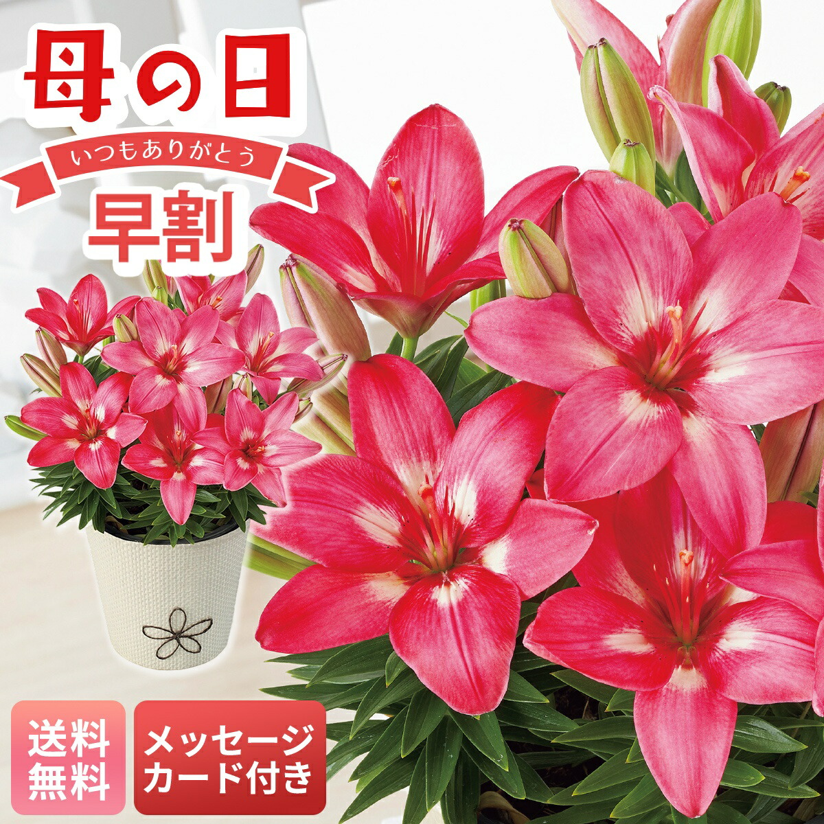 楽天市場】母の日 早割 ギフト プレゼント 贈り物 2026 送料無料 ユリ