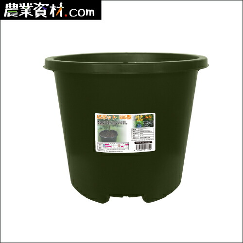 え*ー様 2025実生苗セットo 4センチポット 2024実生苗セットo 4センチ