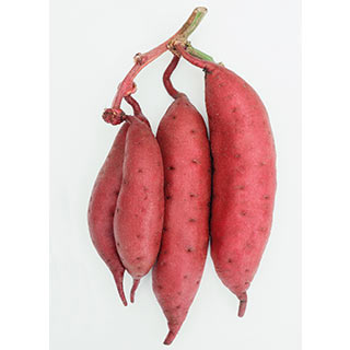 さつまいも苗 【 栗かぐや 通常苗 】50本 【予約販売 くりかぐや 芋づる さつまいも 苗】