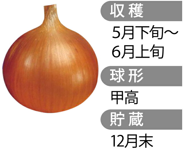 価格 交渉 送料無料 玉ねぎ苗 おそうまセット たまねぎ苗 タマネギ苗 玉葱苗 販売 野菜苗 家庭菜園  www.dreamhomerealestate.al