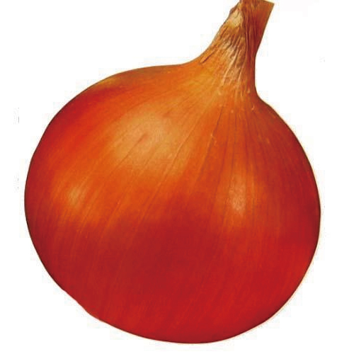 玉ねぎ苗【⭕アリオン２０００本⭕赤玉５００本⭕】【野菜苗】【玉葱苗】 玉ねぎ苗【⭕アリオン2000本⭕赤玉500本⭕】【野菜苗