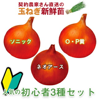 楽天市場 玉ねぎ苗 予約 人気の初心者3種セット たまねぎ苗 タマネギ苗 玉葱苗 販売 野菜苗 家庭菜園 菜園くらぶ 家庭菜園の専門店