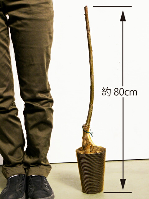 楽天市場 果樹苗 イチジク ブルー セレスト 1年生苗 無花果 いちじく 果樹苗木 販売 菜園くらぶ 家庭菜園の専門店