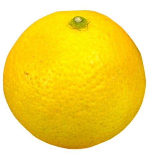 楽天市場】オレンジ 苗木 【黄金柑 （おうごんかん）】 3年生 接ぎ木